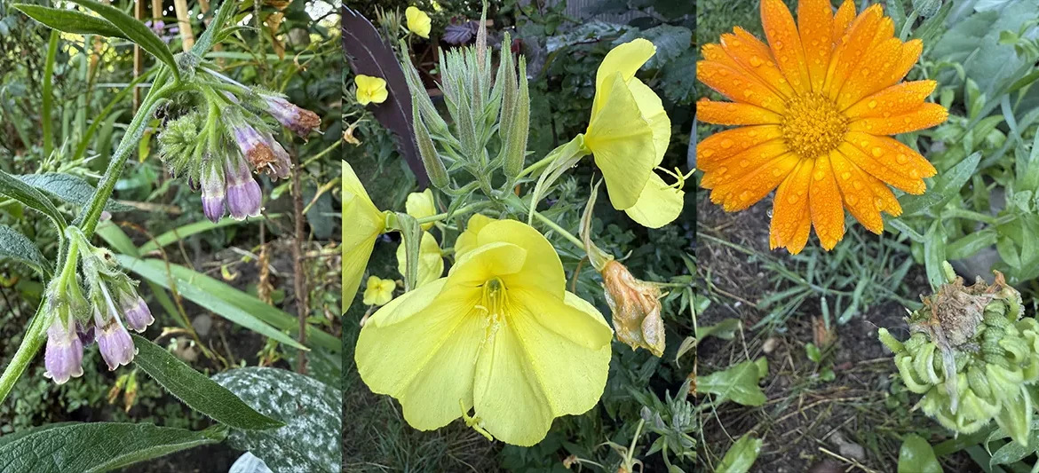 wildkrauter-essbar wildkrauter-essbar