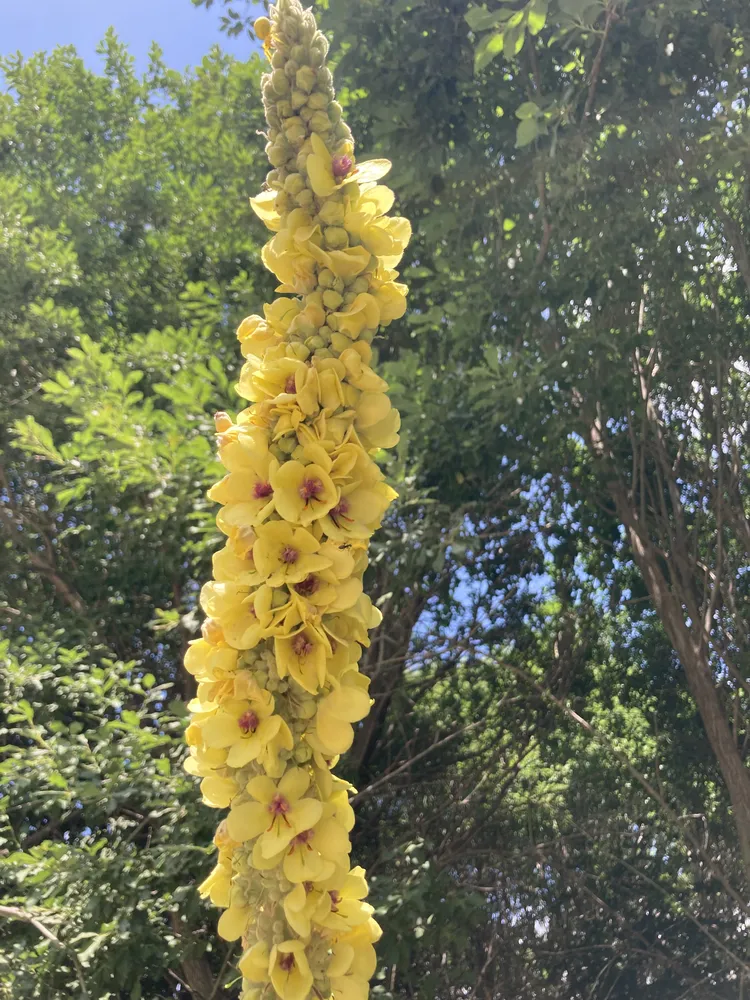 Gelbe Blume Gelbe-Blume